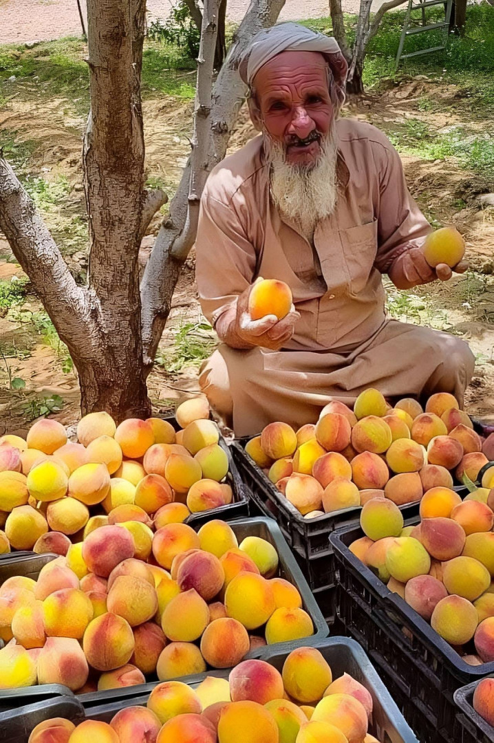 مُسن يبيع الفرسك ( منصات التواصل) مُسن يبيع الفرسك ( منصات التواصل)