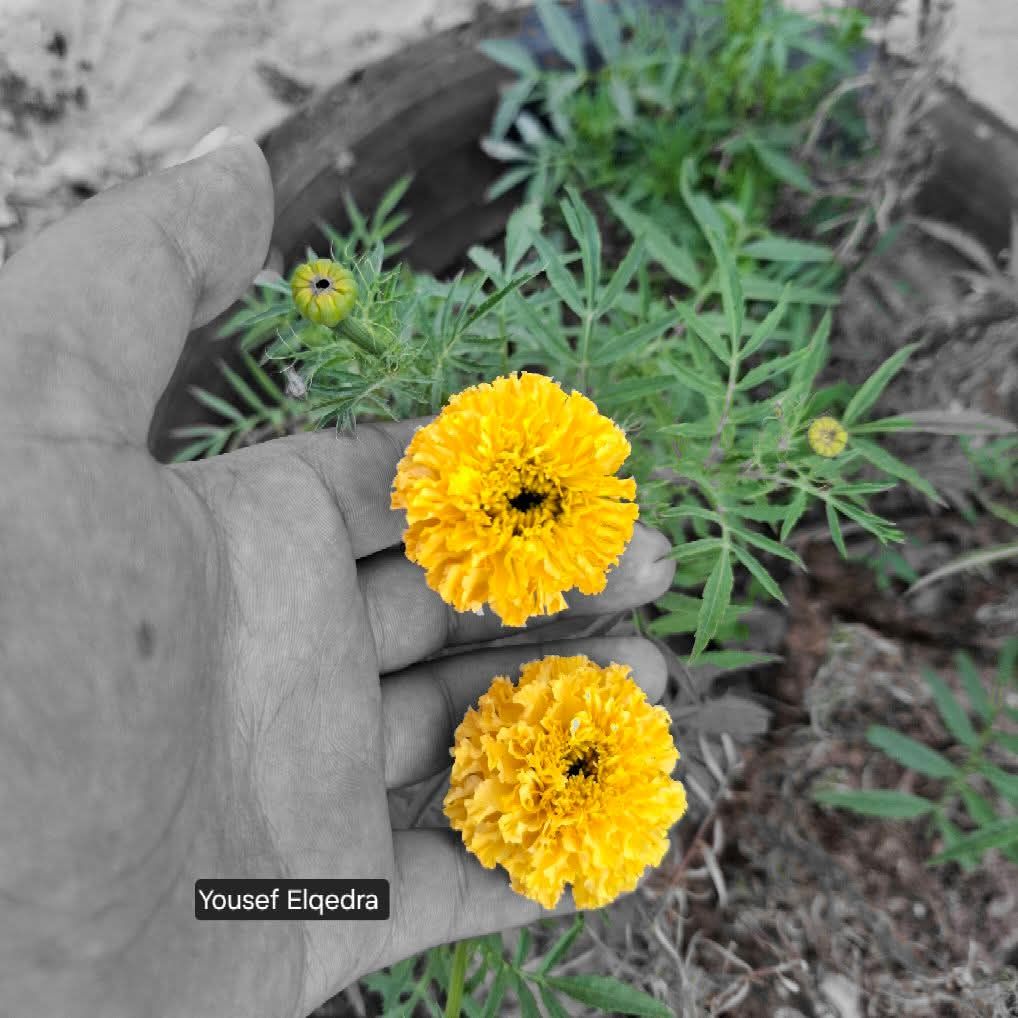 صورة ناقصة